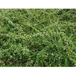 PlantaPro Cotoneaster Dammeri Radicans
