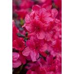 Plantapro Diamant Rot