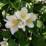 PlantaPro Duftjasmin