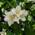 Duftjasmin von PlantaPro