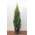 Edel-Thuja im Topf von PlantaPro