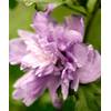 Hibiscus Syriacus Ardens von PlantaPro