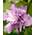 Hibiscus Syriacus Ardens von PlantaPro