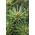 Japanische Schirmtanne Beauty Green von PlantaPro