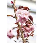 Plantapro Japanische Zierkirsche Royal Burgundy