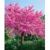 Judasbaum Cercis siliquastrum von PlantaPro