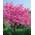 Judasbaum Cercis siliquastrum von PlantaPro