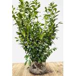 Plantapro Kirschlorbeer Novita