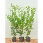 PlantaPro Kirschlorbeer
