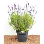 Plantapro Lavendel Angustifolia