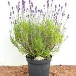 Lavendel-Pflanze