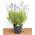 Lavendel Angustifolia von PlantaPro