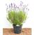 Plantapro Lavendel Angustifolia