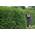 Ligustrum vulgare 'Atrovirens' von PlantaPro