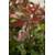 Plantapro Photinia fraseri 'Camilvy'