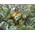 Portugiesische Birnenquitte von PlantaPro