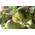 Quittenbaum von PlantaPro