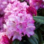 Plantapro Rhododendron Arabella