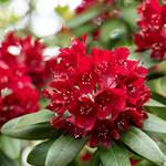 Rhododendron Rot