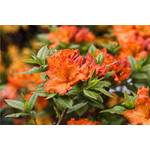 Plantapro Rhododendron