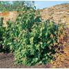 Schneeball Willowwood von PlantaPro