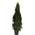 Thuja im Topf von PlantaPro