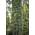 Taxus baccata Fastigiata Robusta von PlantaPro