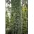Plantapro Taxus baccata Fastigiata Robusta