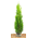 Thuja Occidentalis Smaragd von PlantaPro