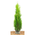 Plantapro Thuja Occidentalis Smaragd