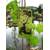 Plantapro Lakemont