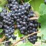 Weinrebe