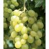 Weinrebe von PlantaPro