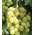 Weinrebe von PlantaPro