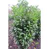 569965 von Plantenwelt
