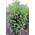 569965 von Plantenwelt
