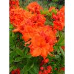 Plantenwelt 82000