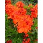 Plantenwelt 82050