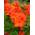 82050 von Plantenwelt Wiesmoor