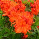 Rhododendron (orange)