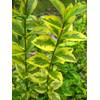 85022 von Plantenwelt
