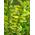 85022 von Plantenwelt