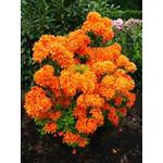 Plantenwelt 87020