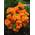 87020 von Plantenwelt