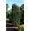 Becher Eibe Taxus media Hicksii von Plantenwelt