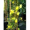 Jasmin von Plantenwelt Wiesmoor