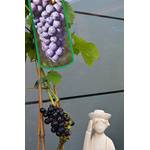 Weinrebe