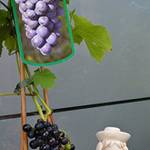 Weinrebe
