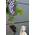 Weinrebe von Plantenwelt