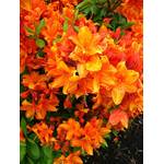 Rhododendron (orange)